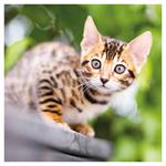 Nástenný poznámkový kalendár 2026 Mačiatka