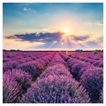 Nástenný poznámkový kalendár 2026 Provence