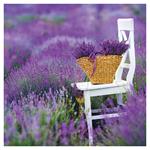 Nástenný poznámkový kalendár 2026 Provence