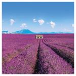 Nástenný poznámkový kalendár 2026 Provence