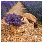 Nástenný poznámkový kalendár 2026 Provence