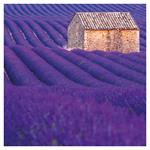 Nástenný poznámkový kalendár 2026 Provence