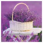 Nástenný poznámkový kalendár 2026 Provence