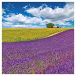 Nástenný poznámkový kalendár 2026 Provence