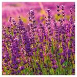 Nástenný poznámkový kalendár 2026 Provence