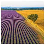 Nástenný poznámkový kalendár 2026 Provence