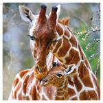 Poznámkový kalendár 2025 Divoká Afrika