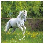 Poznámkový kalendár 2025 Kone – Christiane Slawik