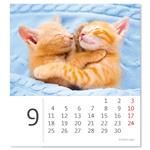 Stolový kalendár 2023 - Mini Kittens